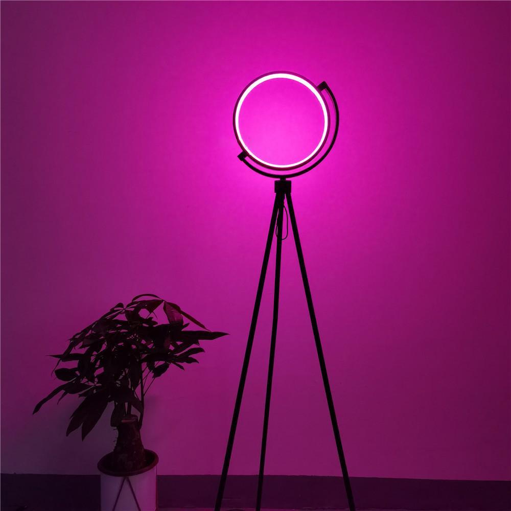 Halo Floor Lamp